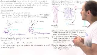 Glycosylation and Glycoproteins [upl. by Eniahs]