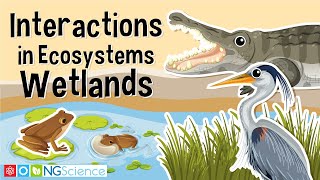 Interactions in Ecosystems – Wetlands [upl. by Eidnas]