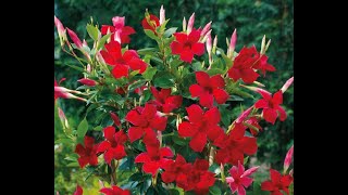 HOW TO GROW AND CARE FOR MANDEVILLA FLOWERS VINE PLANT  BY SUNNY SWIRL [upl. by Ahsaela]