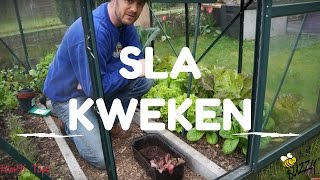 Sla kweken van zaaien tot oogsten [upl. by Jacobah]