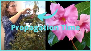 Part 2 How to Propagate  Propagating Dipladenia Mandevilla Vine Indoors [upl. by Peper]