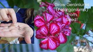 Grow Geraniums from Seed aka Pelargoniums [upl. by Sartin]