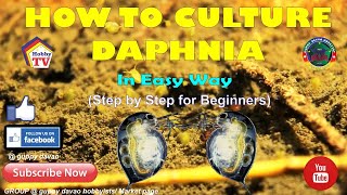 HOW TO CULTURE DAPHNIA In Easy Way [upl. by Lamberto]