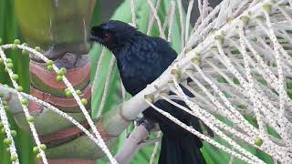 Drongo  interesting sounds and calls of drongos [upl. by Chesna]