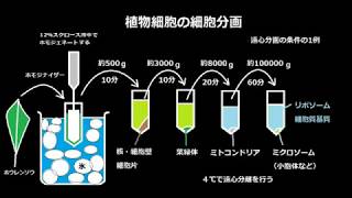 細胞分画法植物細胞） 高校生物実験 [upl. by Saxon977]