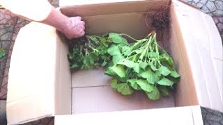 How to Store Geraniums Over Winter [upl. by Shipley]