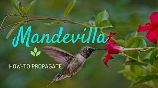 How To Propagate Mandevilla From Seeds [upl. by Ahsoj]