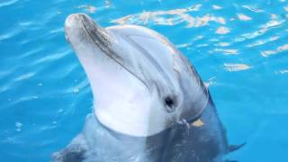 Sound Of Dolphins dolphin calls [upl. by Avril]