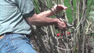 Pruning A Rose of Sharon [upl. by Aket]