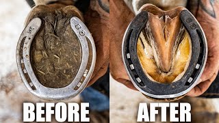 Farrier Full Hoof Restoration  Satisfying ASMR [upl. by Frederick959]