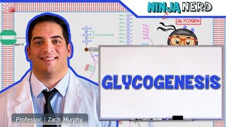 Metabolism  Glycogenesis [upl. by Einnol]