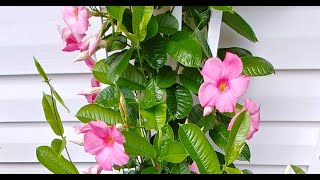 Tips For Growing Mandevilla Vine [upl. by Pirnot]