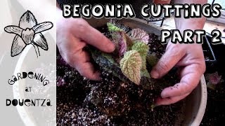 Begonia Leaf Cuttings 2 of 2  removing plantlets [upl. by Hanikehs]