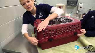 How to Put Your Cat in the Carrier [upl. by Aryek]