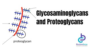 GlycosaminoglycansProteoglycans  Biochemistry [upl. by Bret]