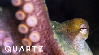 Octopuses and cuttlefish through alien eyes [upl. by Ytineres]